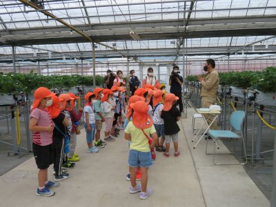 いちごがり（年長） | その他