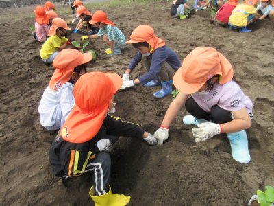 夏野菜の苗植え(*^-^*) | その他