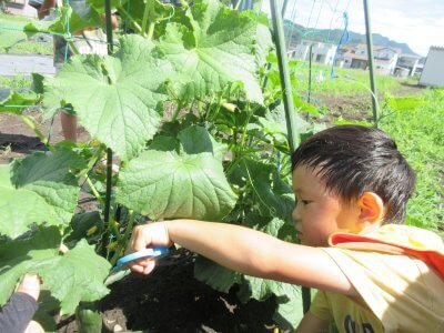 夏野菜の収穫です | その他