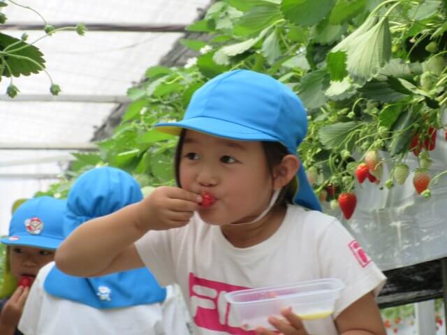 ５月いちご狩り